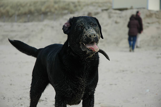 istock Black labrador dog abandoned alone on the beach 183301858