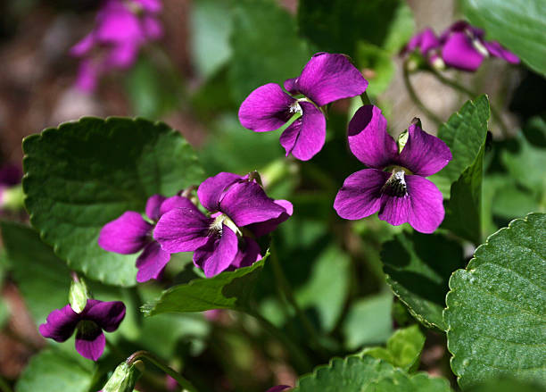 Purple Wood Violets "Purple Wood Violets - the Illinois, New Jersey, Rhode Island, and Wisconsin State Flower." african violet stock pictures, royalty-free photos & images