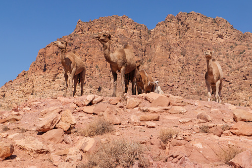 Camels in the Dana Biosphere Reserve, an area of breathtaking natural beauty with 320 square kilometers, the largest nature reserve in Jordan.