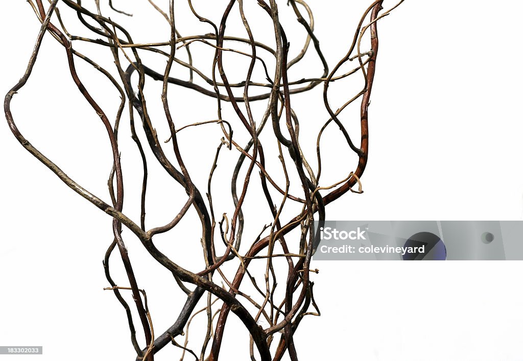 Branch - Foto stock royalty-free di Albero