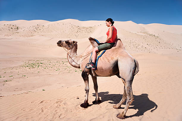 istock Young woman using a laptop on the camel 183302211