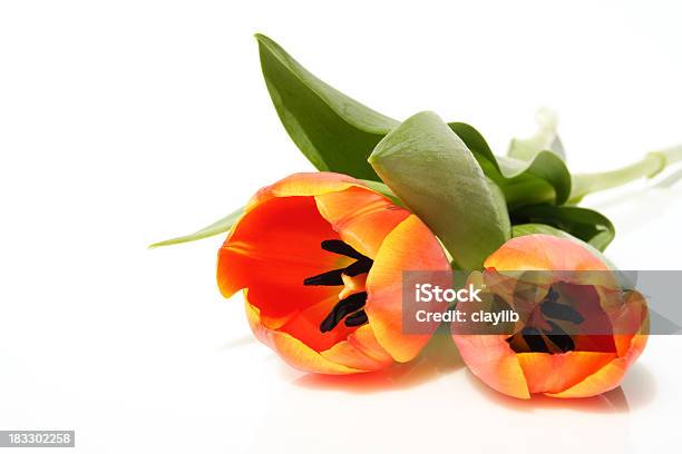 Tulpen Stockfoto und mehr Bilder von Blume - Blume, Blumenbouqet, Bunt - Farbton