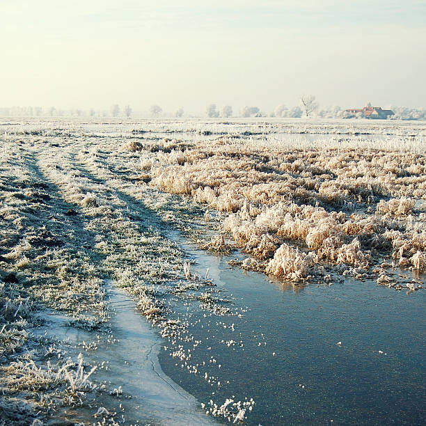interprocessado imagem de neve meadow no rio havel (alemanha - winter frost cross processed tree - fotografias e filmes do acervo