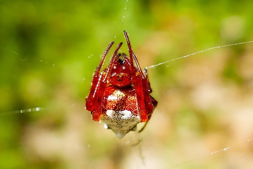 A close-up of a red spider perched on its web, patiently waiting for its prey to get ensnared in Arkansas, USA
