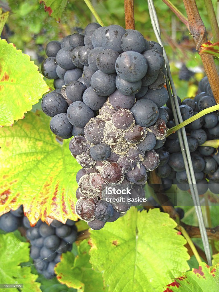 Azul uvas con molde - Foto de stock de Botrytis Cinerea libre de derechos