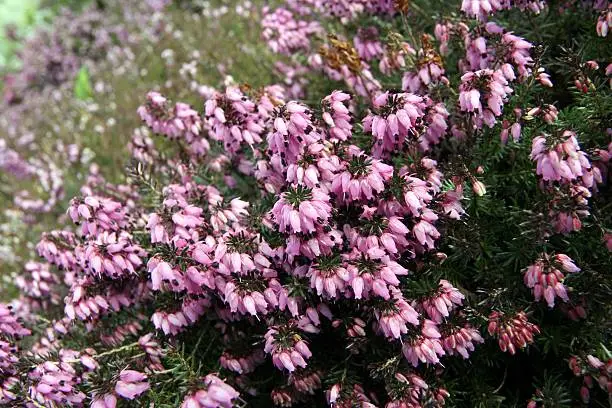 Erica carnea