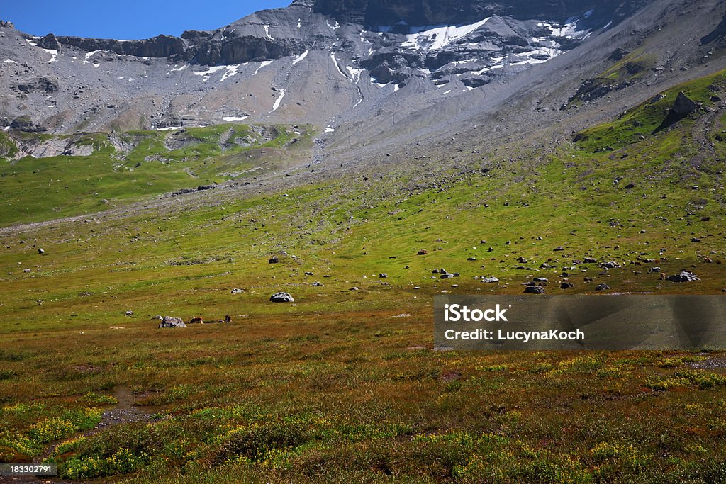 Engstligenalp ground caribou - Lizenzfrei Alpen Stock-Foto
