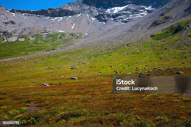 Engstligenalp Ground Caribou Stockfoto und mehr Bilder von Alpen - Alpen, Berg, Berner Alpen