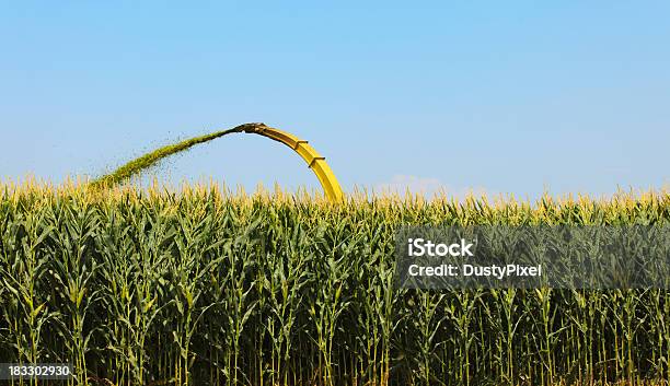 Silagem De Colheita - Fotografias de stock e mais imagens de Silagem - Silagem, Espiga de Milho, Milho