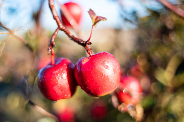 red wet apples - wet apple imagens e fotografias de stock