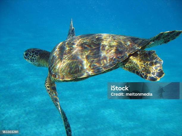 Tartarugadomar - Fotografias de stock e mais imagens de Bahamas - Bahamas, Tartaruga, Amizade