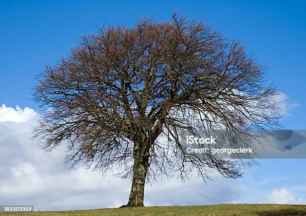 Mighty Faggio - Fotografie stock e altre immagini di Faggio europeo - Faggio europeo, Albero, Albero di legno duro