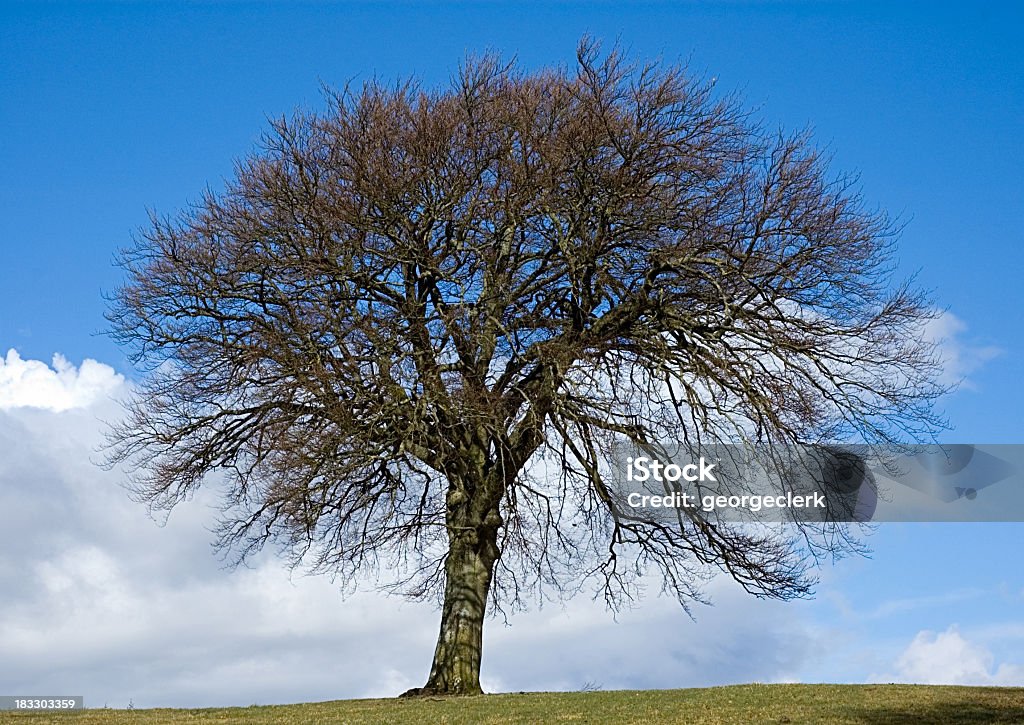 Mighty Буковое дерево - Стоковые фото Европейский Бук роялти-фри