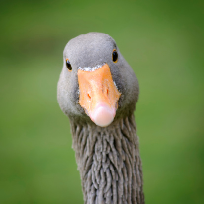 A domestic goose is a goose that humans have domesticated and kept for their meat, eggs, or down feathers. Domestic geese have been derived through selective breeding from the wild greylag goose and swan goose.