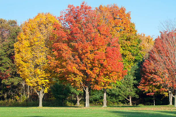Fall Colors In The Park stock photo