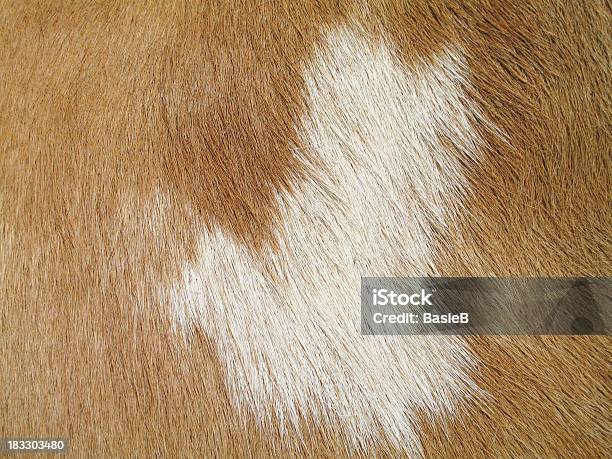 Pele De Vaca - Fotografias de stock e mais imagens de Animal - Animal, Branco, Cabelo Branco