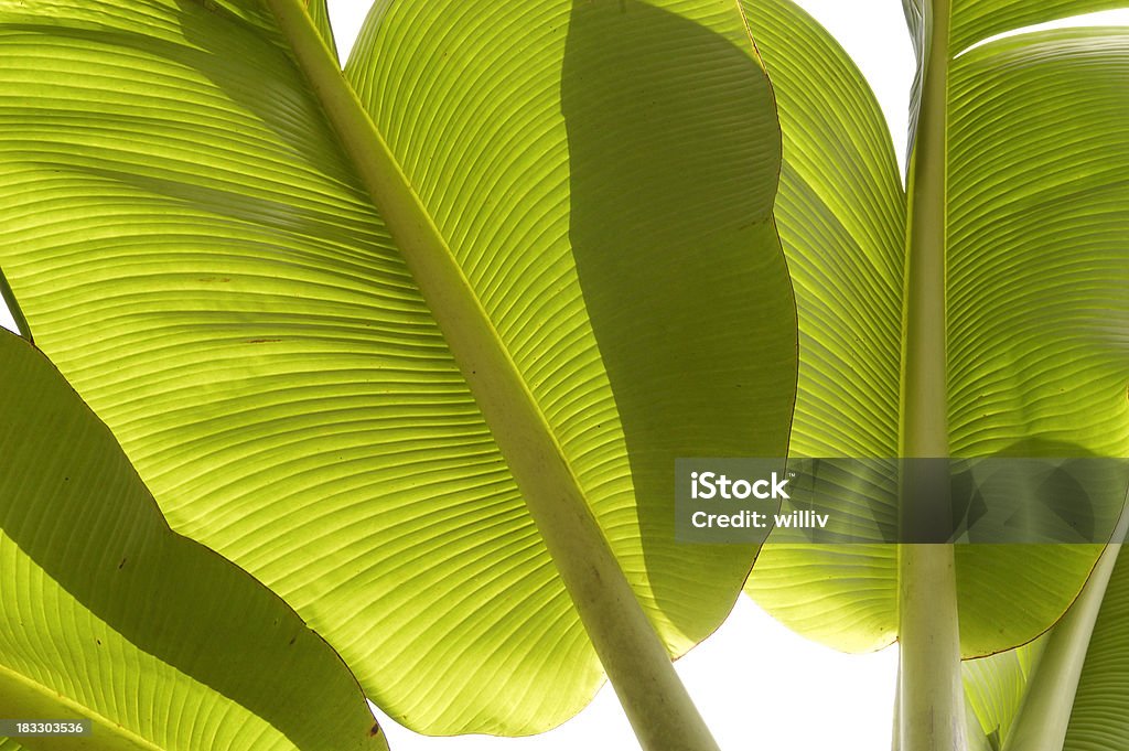 Бананы'листья - Стоковые фото Банановый лист роялти-фри