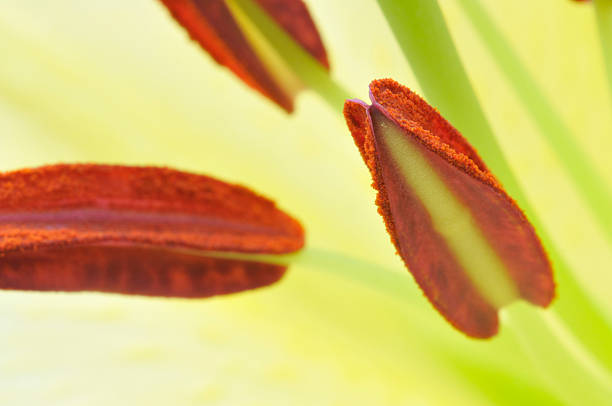 istock Stamen of Lily 183303587