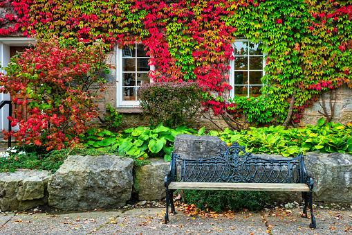 Colorful ivy covered wall and bench at the Ancaster Mill Restaurant, Hamilton, Canada on a cloudy autumn day.