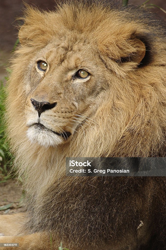 Ritratto di leone - Foto stock royalty-free di Ambientazione esterna