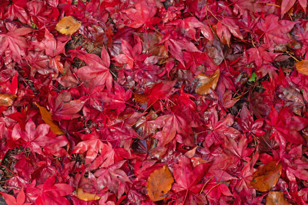 istock Study of vibrant maple leaves in the fall UK 1833037970