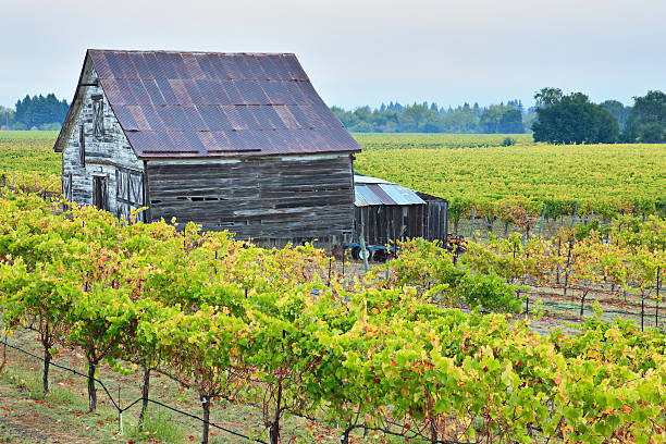 포도원입니다 풍경 - california agriculture farmhouse napa valley 뉴스 사진 이미지