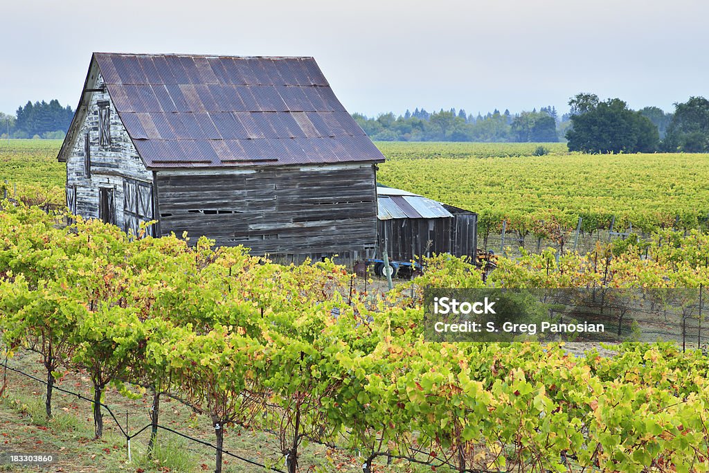 Paisagem de vinha - Royalty-free Agricultura Foto de stock