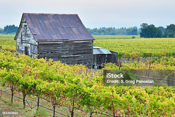 Paisagem De Vinha - Fotografias de stock e mais imagens de Agricultura - Agricultura, Ao Ar Livre, Califórnia