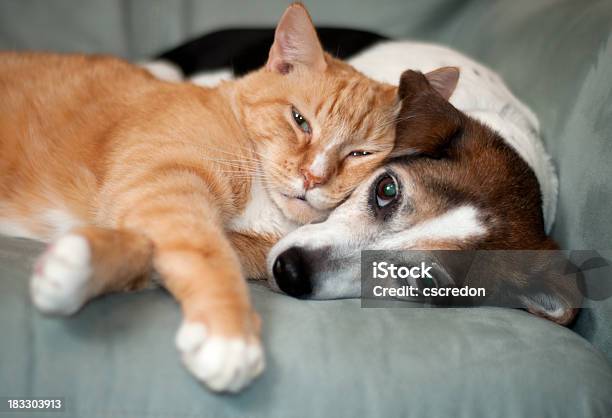 Mejores Amigos Foto de stock y más banco de imágenes de Gato doméstico - Gato doméstico, Perro, Abrazar