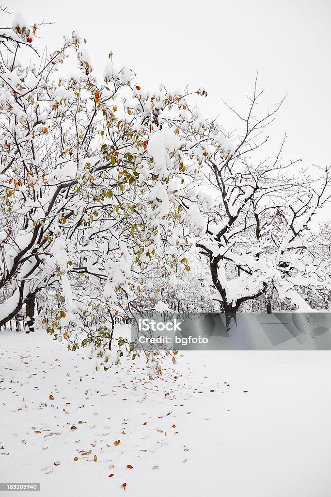 Primeiro de neve - Foto de stock de Bosque - Floresta royalty-free