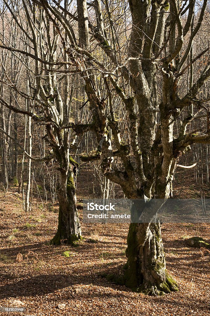 Old aride Beech arbres - Photo de Arbre libre de droits