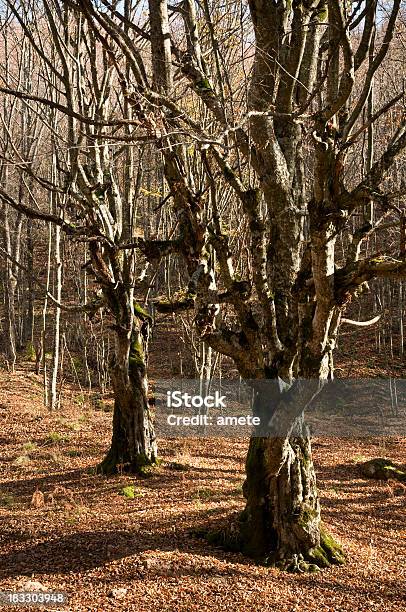 Photo libre de droit de Old Aride Beech Arbres banque d'images et plus d'images libres de droit de Arbre - Arbre, Aride, Automne