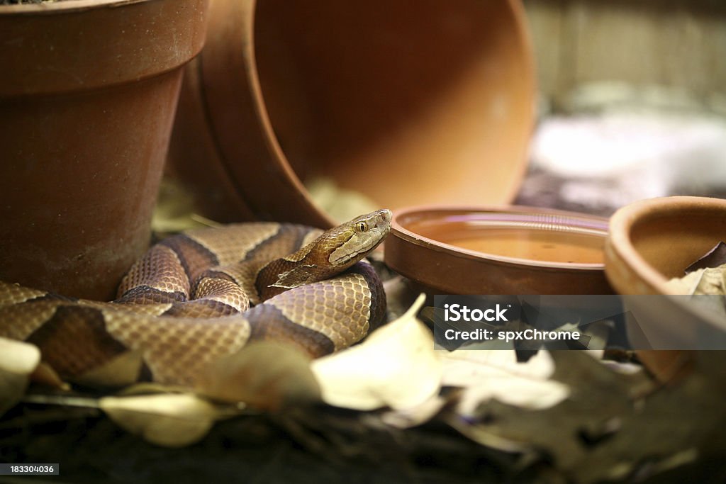 Мокасиновая змея - Стоковые фото Мокасиновая змея роялти-фри