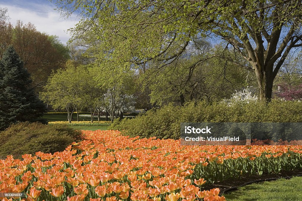 Tulipan rzeki - Zbiór zdjęć royalty-free (Baltimore - Stan Maryland)