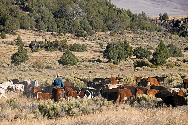istock Cowboy rounding up cattle in New Mexico 183304257