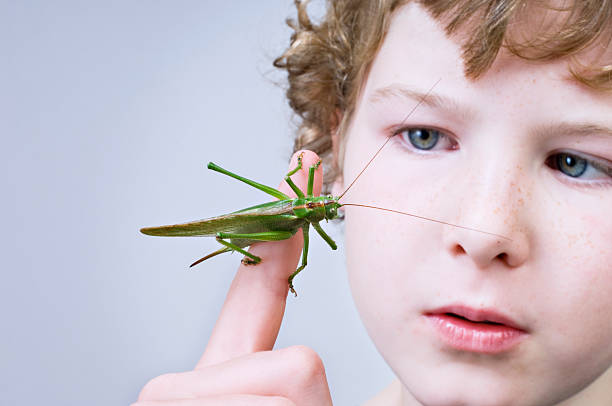 Grasshopper held by human hand. Grasshopper closeup on human hand