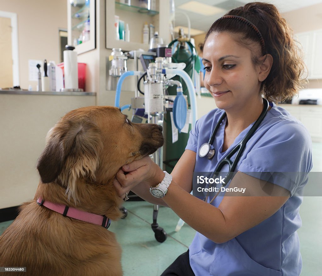 Veterinário examina Golden Retriever mistura de clínica veterinária - Royalty-free Animal Foto de stock