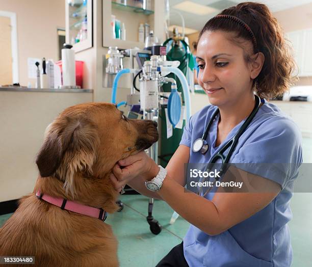 Veterinário Examina Golden Retriever Mistura De Clínica Veterinária - Fotografias de stock e mais imagens de Animal