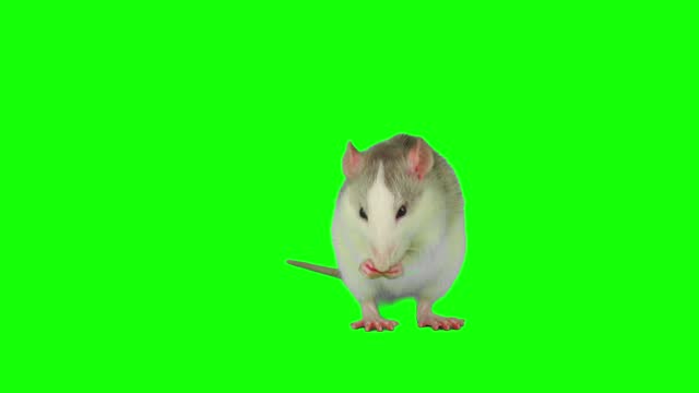 rat mouse isolated on green background screen