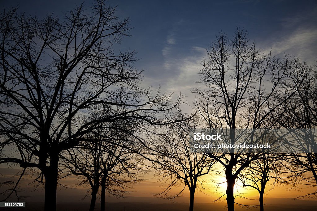 太陽の木の後ろにフィルタリングの美しいパノラマ - イタリアのロイヤリティフリーストックフォト