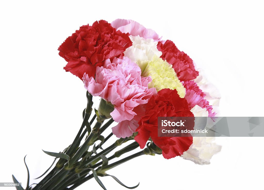 Carnations  Beauty Stock Photo