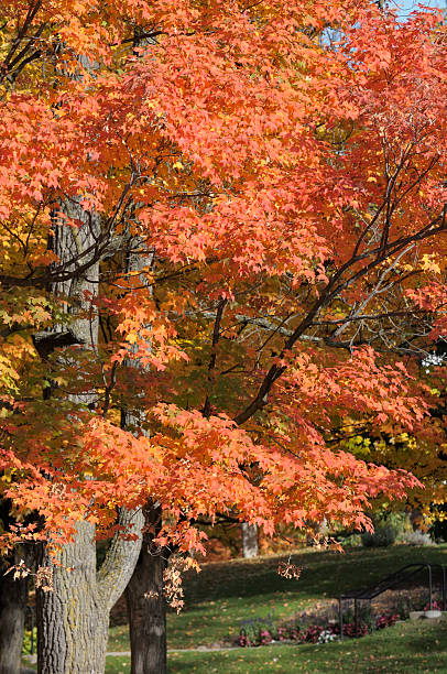 istock Autumn in Michigan 183304924