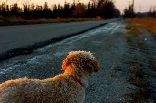 dog looking into open road