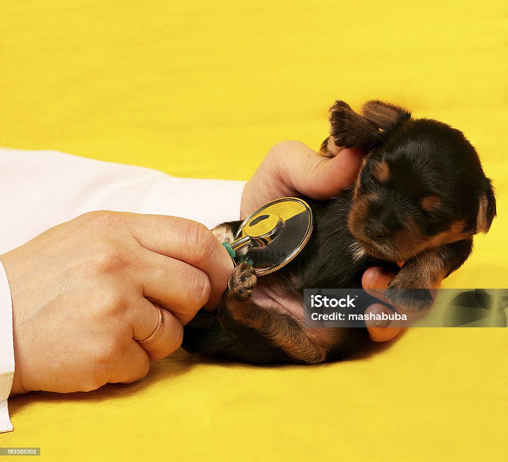 Piccolo cucciolo - Foto stock royalty-free di Adulto