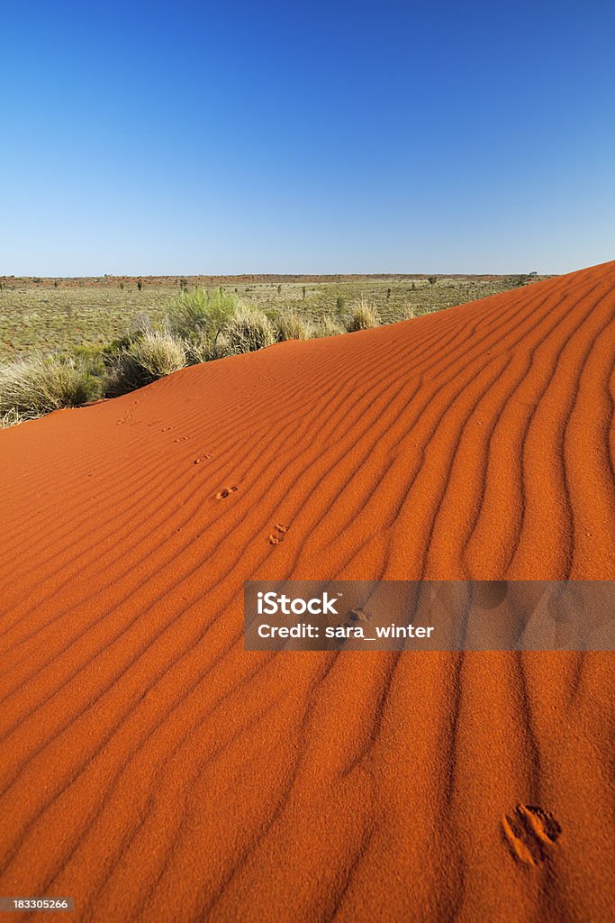 Canguro rojo enviar pistas sobre dunas, Territorio Septentrional, Australia - Foto de stock de Australia libre de derechos