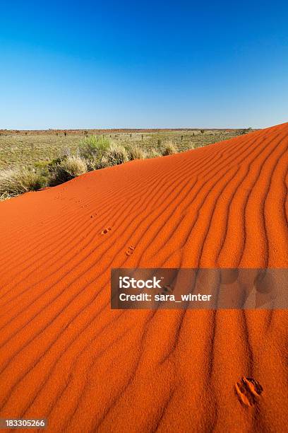 Canguro Rojo Enviar Pistas Sobre Dunas Territorio Septentrional Australia Foto de stock y más banco de imágenes de Australia