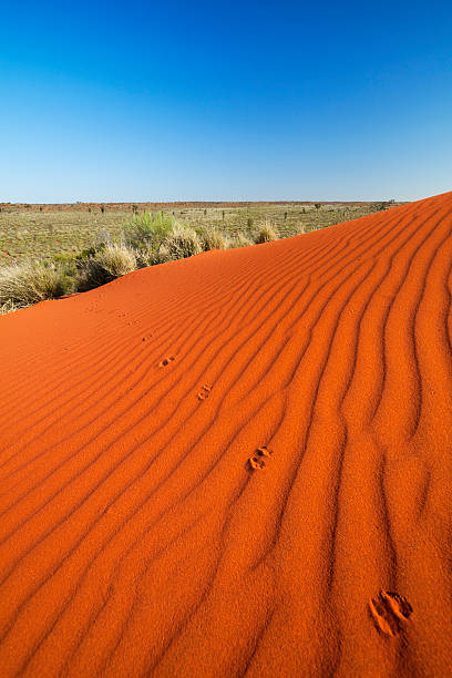 Kangaroo tracks on red sand dunes in a desert landscape.
