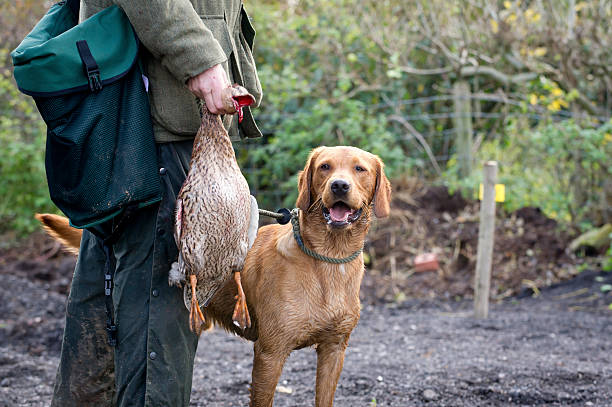 um homem e seu cão - pheasant hunting dog retriever - fotografias e filmes do acervo