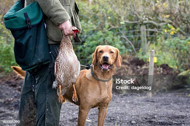 Um Homem E Seu Cão - Fotografias de stock e mais imagens de Caça - Caça, Caçador, Pato - Ave aquática