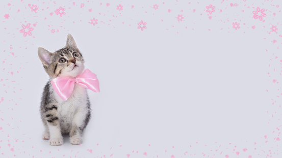 Kitten with pink ribbon looks up. Kitten with pin bow tie on white background. Greeting card congratulations on a new born girl. Valentine's Day Happy birthday. Love concept. Frame of pink flowers